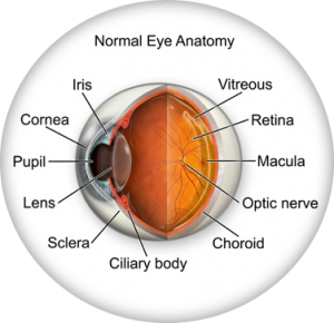 Five Exercises To Improve Your Vision In Five Days!