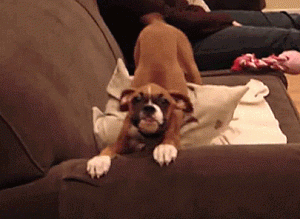 why vegan dogs live longer?